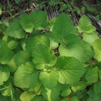 Coleus hadiensis (Forssk.) A.J.Paton